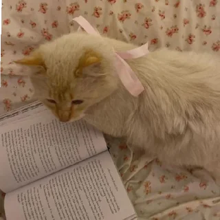 🐈