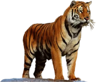 🐅