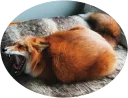 🦊