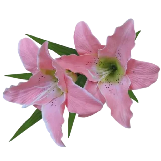 🌸
