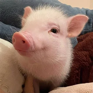 🐷