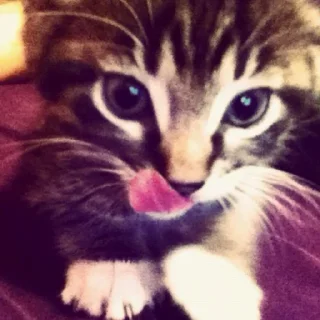 😼