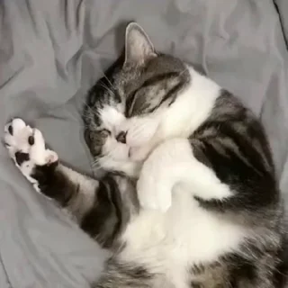 🐈