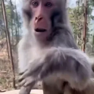 🐒