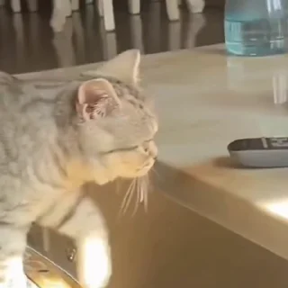 🤩