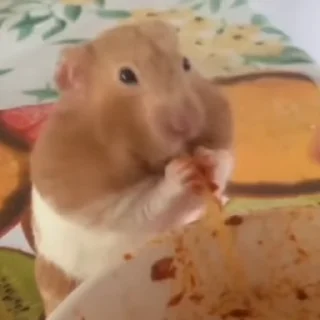 🐹