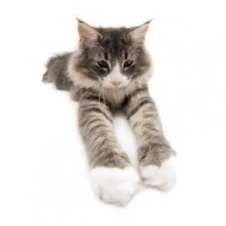 🐱