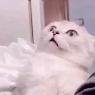 🐈‍⬛️