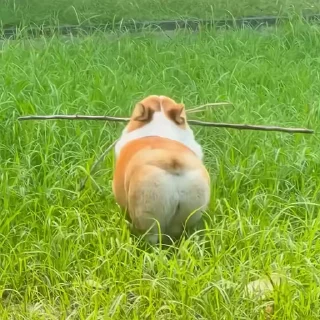 🐶