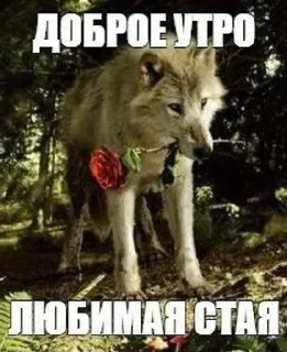 🐺