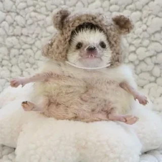 🦔