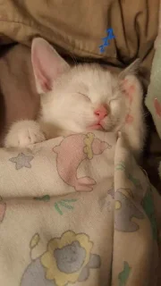 💤