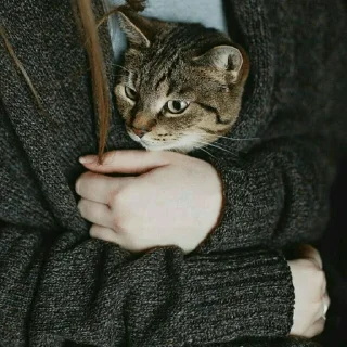 😺