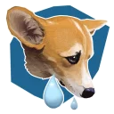 🐶