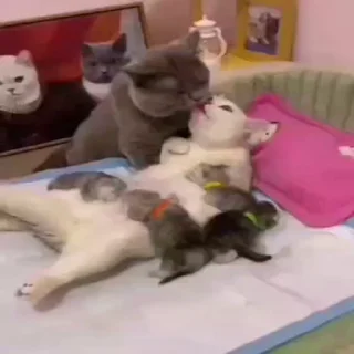 👨‍👩‍👧‍👦