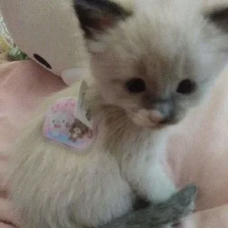 🧸