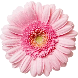 🌸