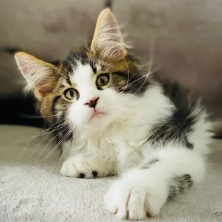 😯