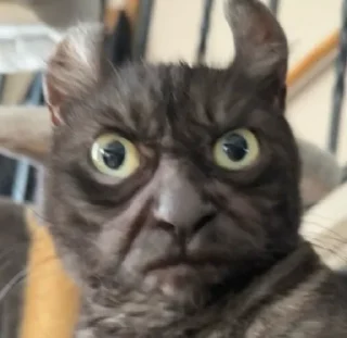 🫘