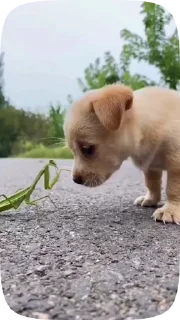 🐶