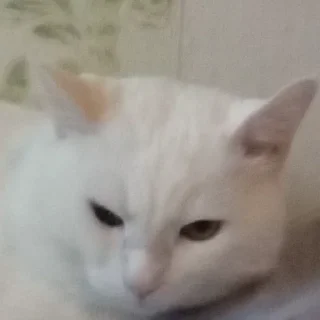 😤