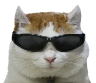 😎