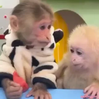 🐵