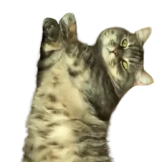 😺