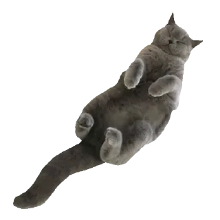 🐈