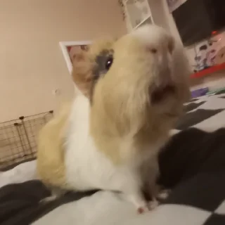 😛