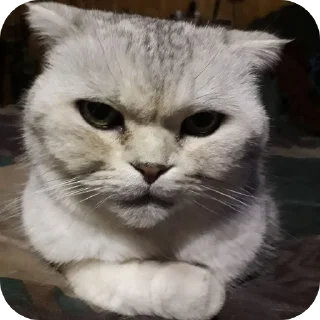 🐱