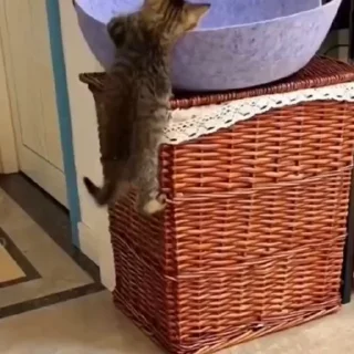 🐈
