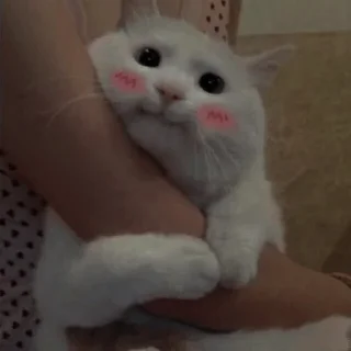 💗