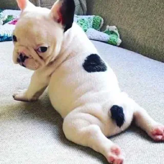 🤩