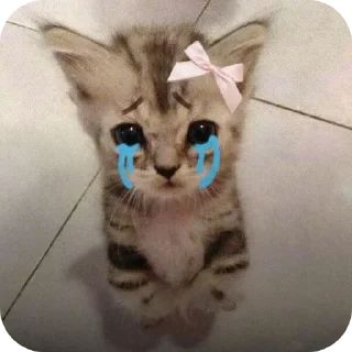 🐱