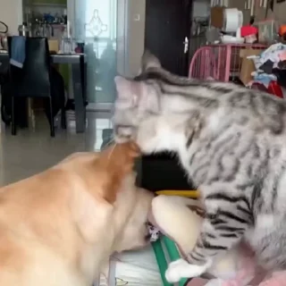 🐈