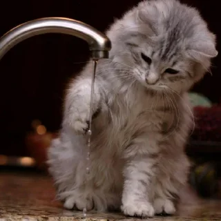 😺