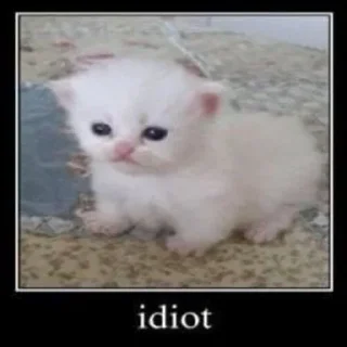 😺
