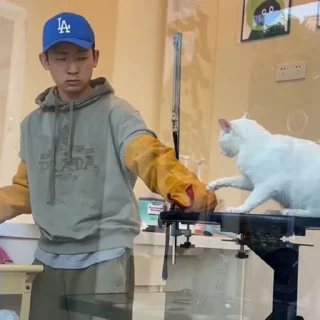 🐈