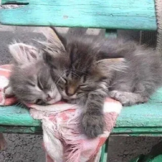 😽