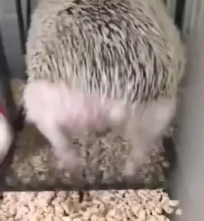 🦔