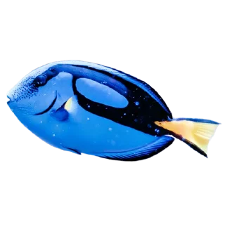 🐟