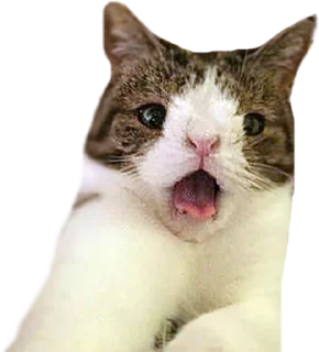 🙀