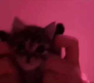 🌟