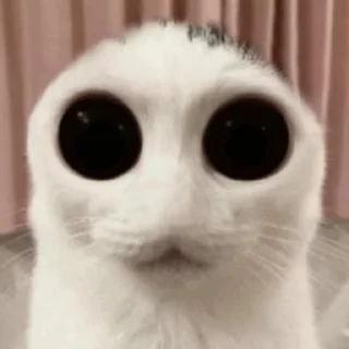 🥺