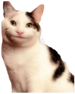 😾