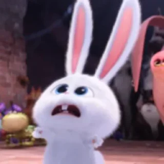 🐰