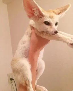 🦊
