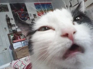 коты флока. :: @fStikBot