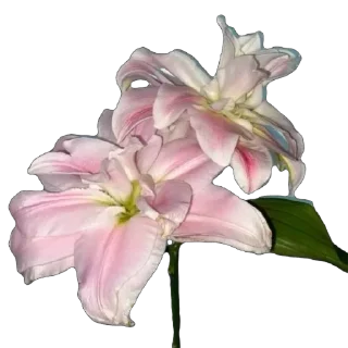 🌺